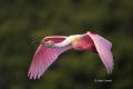 Ajaia-ajaja;Breeding-Plumage;Flying-Bird;Roseate-Spoonbill;Spoonbill;action;acti